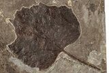 Fossil Poplar Leaf (Populus) - Nebraska #262305-1